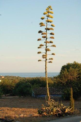 Masia Bartomeu Rural House Between Vineyards 2Km From The Beach Вендрель Экстерьер фото